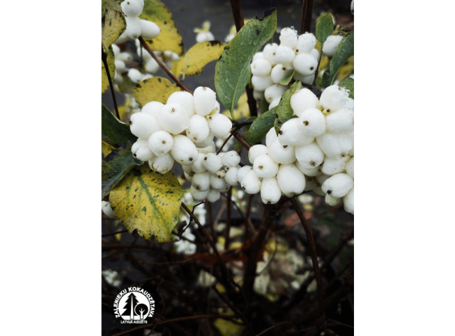 Symphoricarpos rivularis